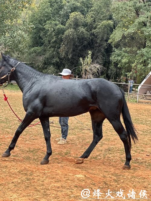 苏州的马：东南西北、五颜六色